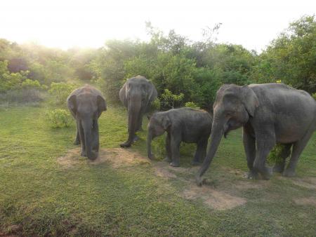 famille elephants
