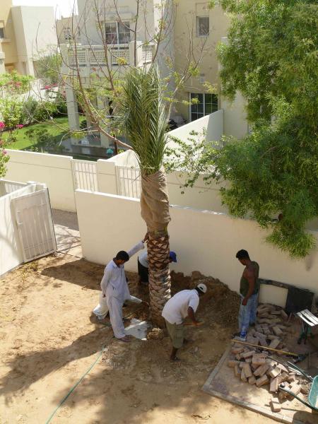 palm tree