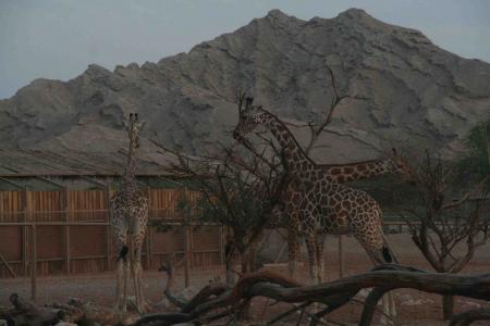 Al Ain